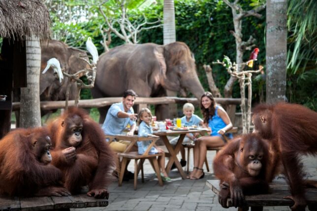 Breakfast With Orangutans at Bali Zoo