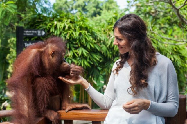 Woman feeding an Orangutan at Bali Zoo