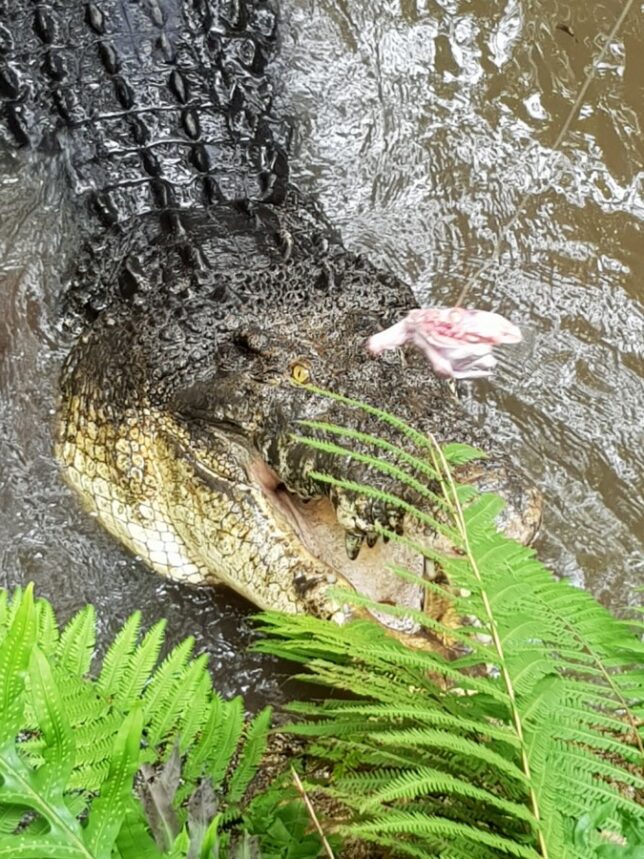 Feeding a Saltwater Crocodile at Bali Zoo