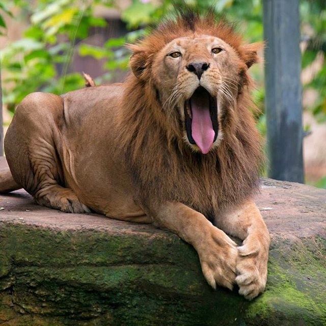 African Lion at Bali Zoo