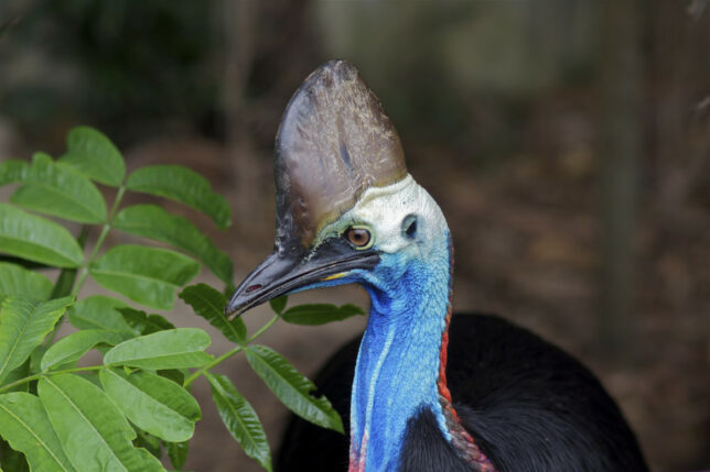 Bloated Cassowary at Bali Zoo