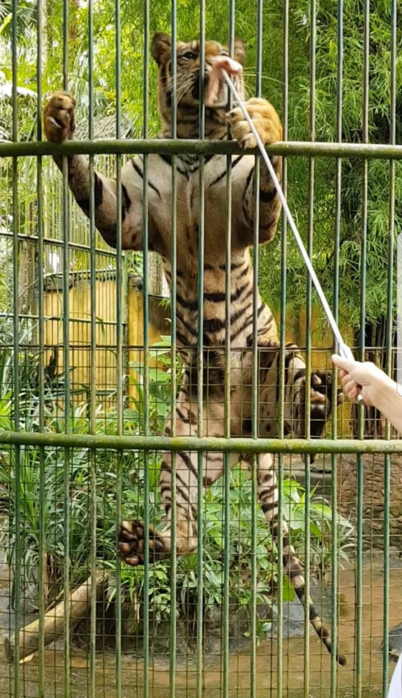 Feeding a Bengal Tiger at Bali Zoo