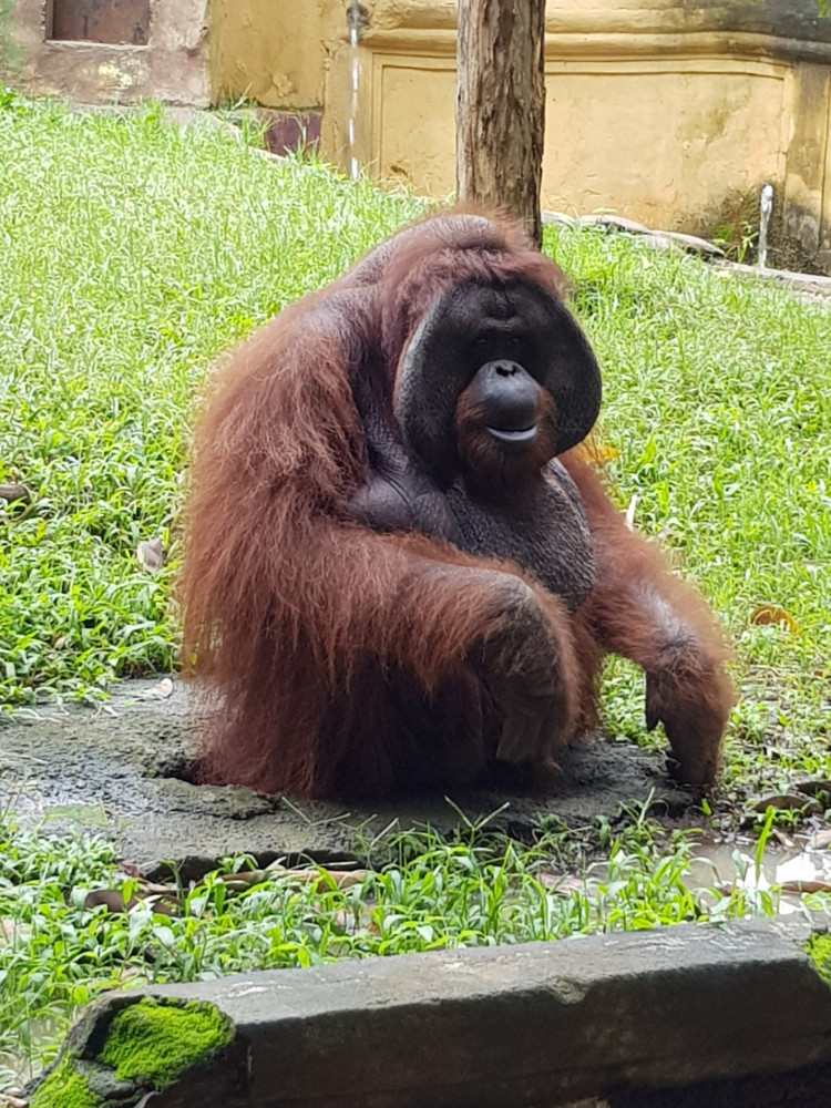 Jackie the Bornean Orangutan at Bali Zoo