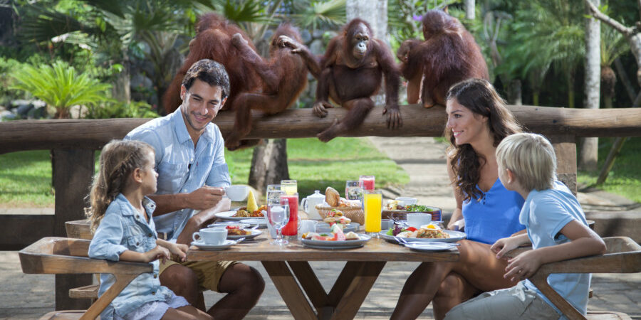 Dining With Orangutans And Riding Elephants in Bali Zoo