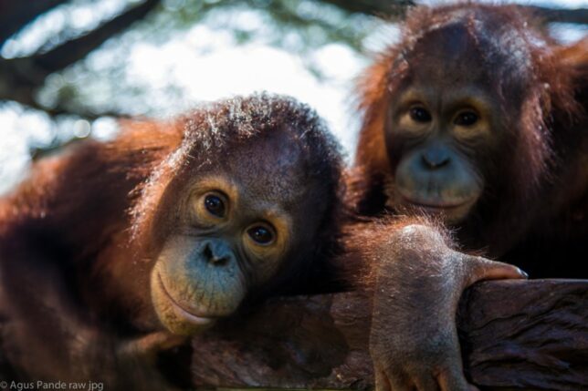 Breakfast With Orangutans at Bali Zoo