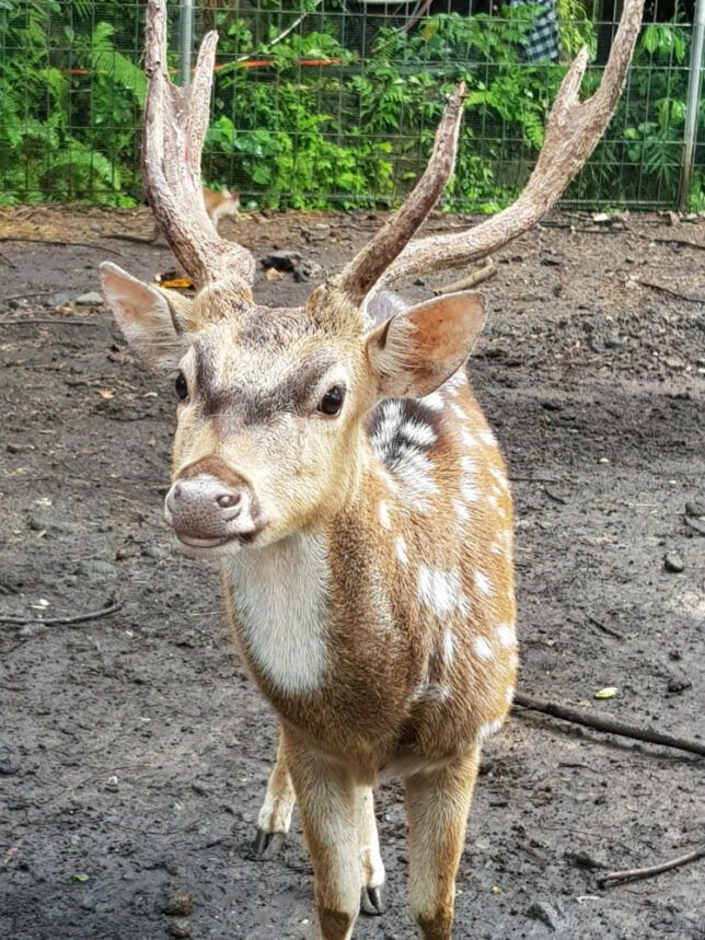 A deer at Bali Zoo