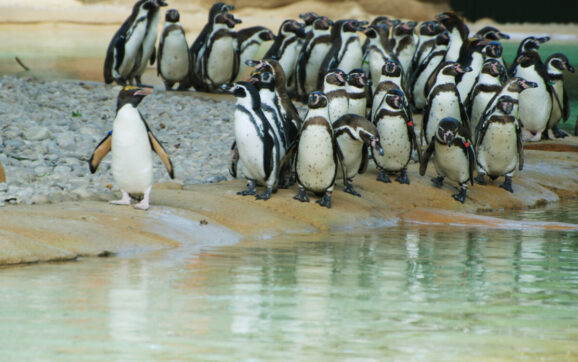 Papapreneurs & Minipreneurs Love The Animals at ZSL London Zoo