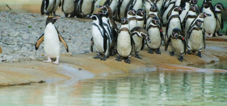 Papapreneurs & Minipreneurs Love The Animals at ZSL London Zoo
