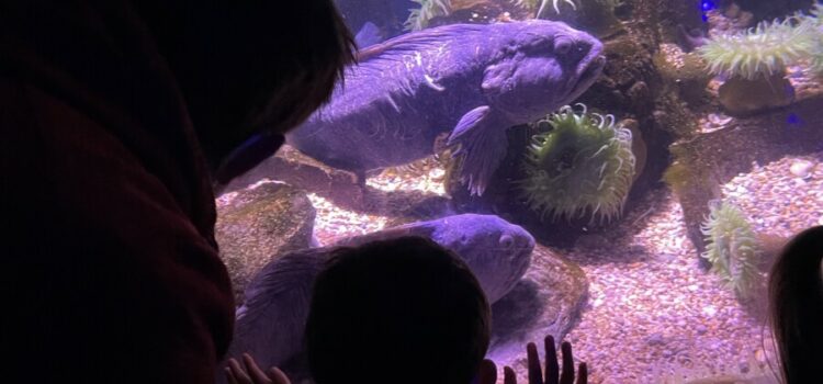Weymouth’s Aquatic Wonderland: Family Fun at Sealife Park