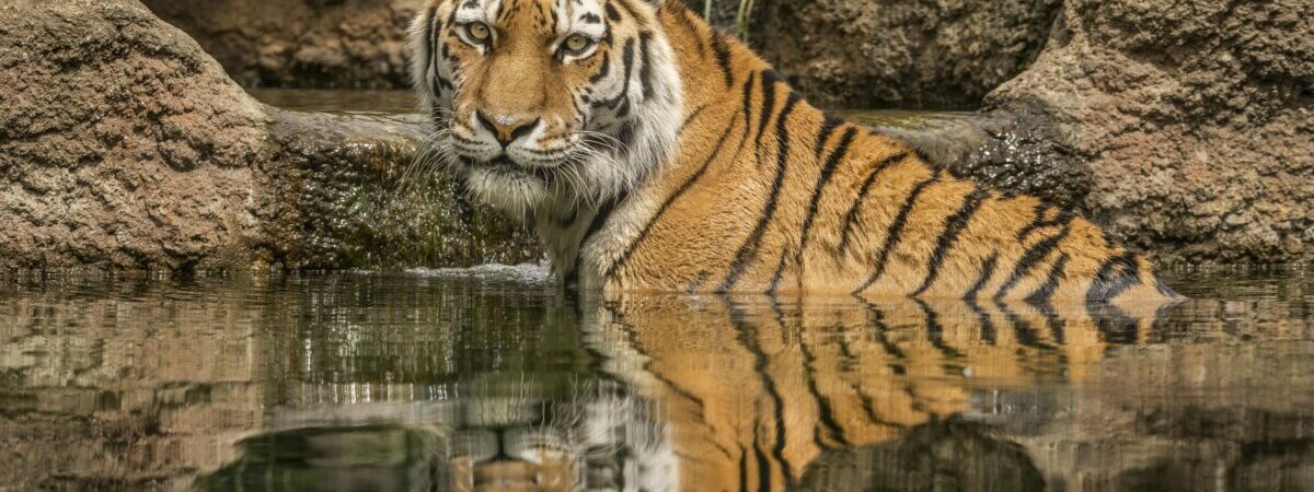 Roar into Adventure: Dinosaurs and Wildlife at Hertfordshire Zoo