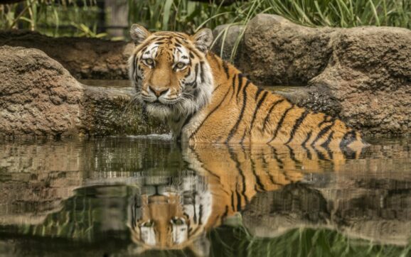 Roar into Adventure: Dinosaurs and Wildlife at Hertfordshire Zoo