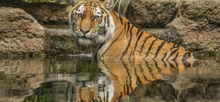 Roar into Adventure: Dinosaurs and Wildlife at Hertfordshire Zoo