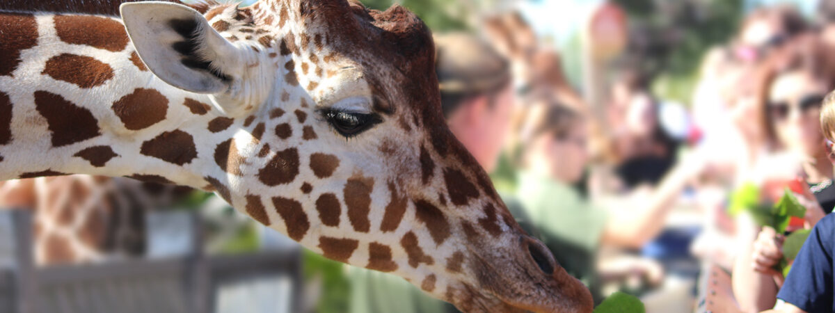 Towering Beauties: Meeting Giraffes & More at Colchester Zoo