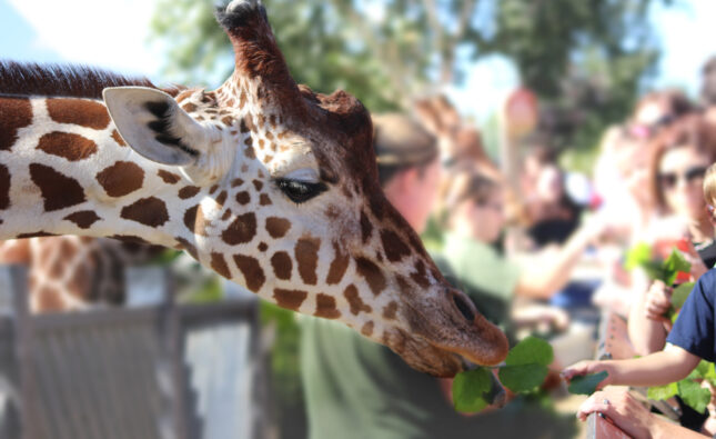 Towering Beauties: Meeting Giraffes & More at Colchester Zoo