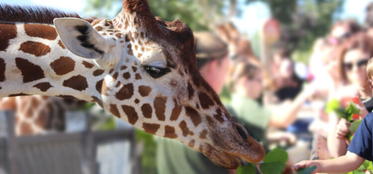 Towering Beauties: Meeting Giraffes & More at Colchester Zoo